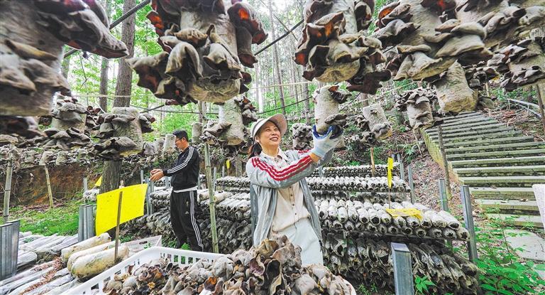 发展产业调研】林下生金冰球突破网站【高质量(图2)